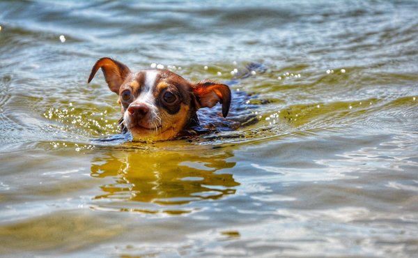 À quel âge peut-on commencer l'apprentissage de l'agility avec un chien de race Berger Picard?